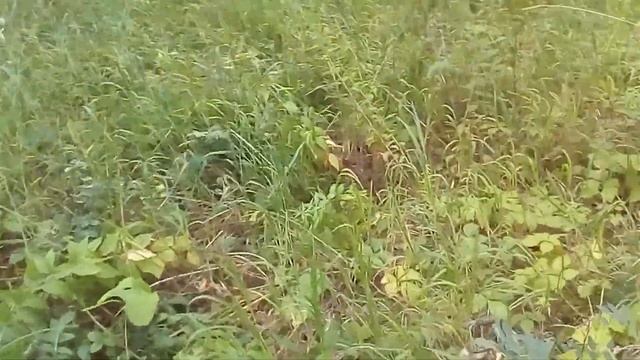Костяника смотреть онлайн