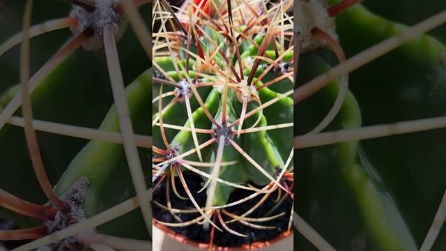? Ferocactus histrix. Espinuda originaria de México y muy longeva ?? смотреть онлайн