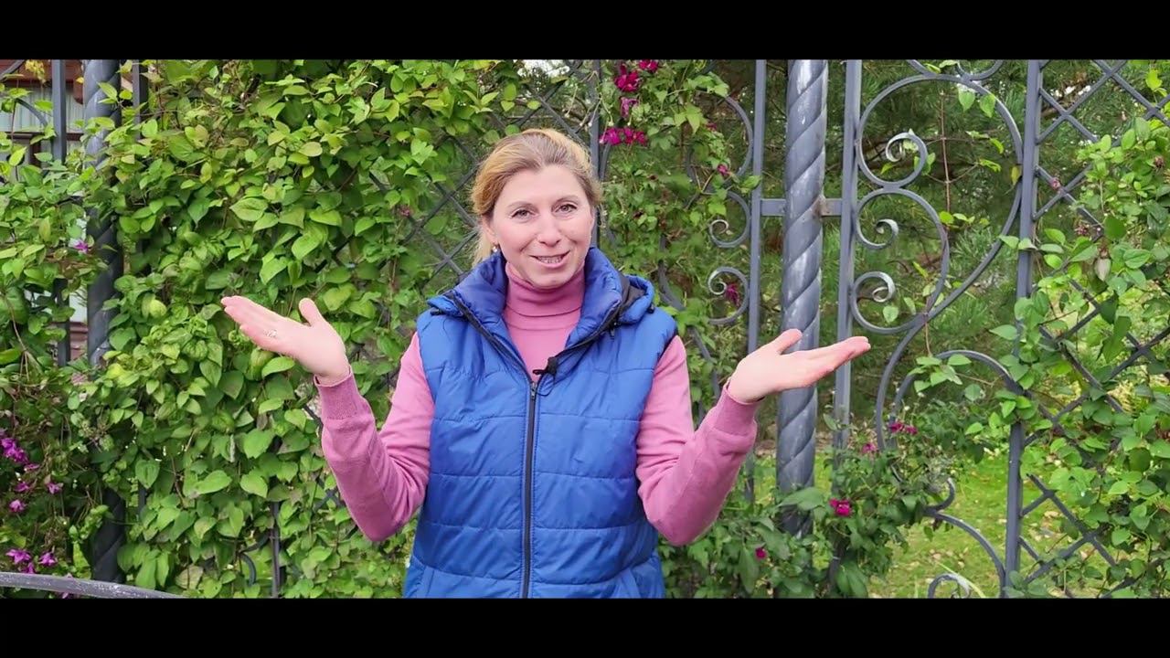 Осенний сад! РОЗЫ, ГОРТЕНЗИИ и КЛЕМАТИСЫ. Как и когда обрезать на зиму? смотреть онлайн
