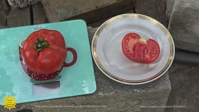 Томат сорта Волгоградский. смотреть онлайн