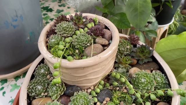 В каких условиях живут мои зеленые друзья))))) смотреть онлайн