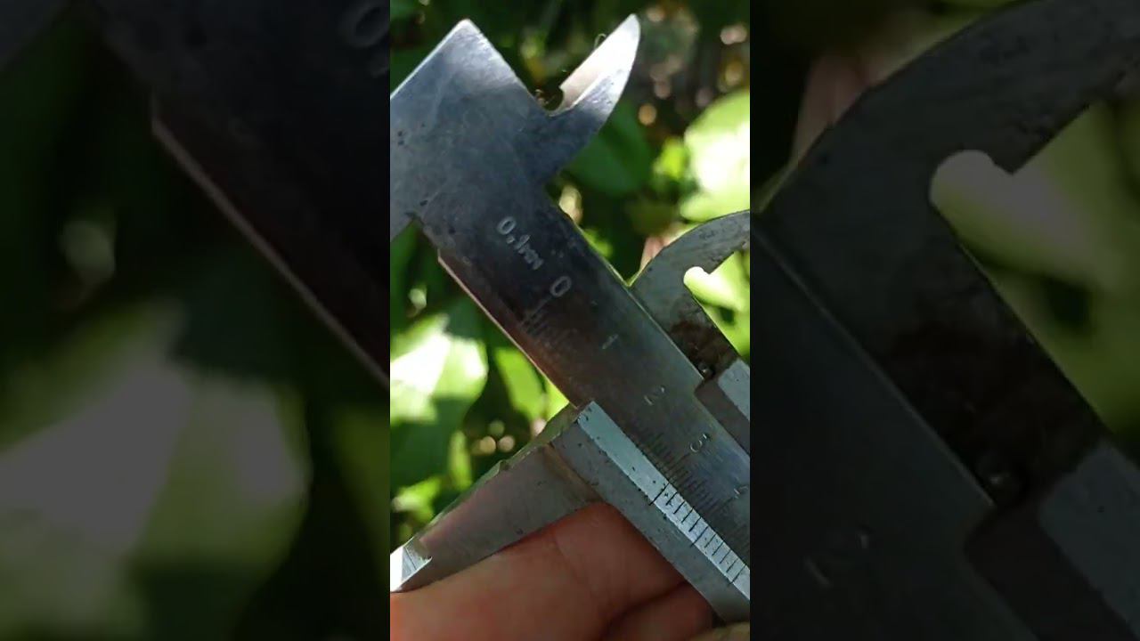 Черешня сорта Дачница смотреть онлайн