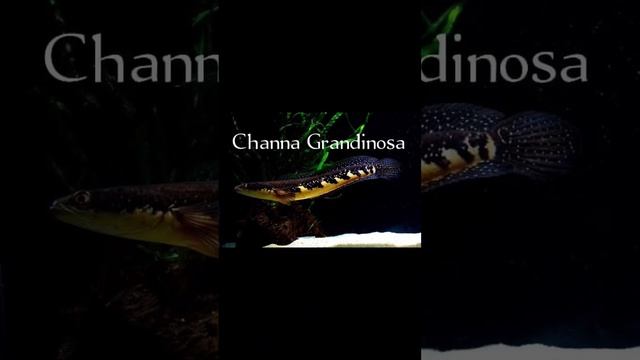 Jenis Channa Part 4 смотреть онлайн