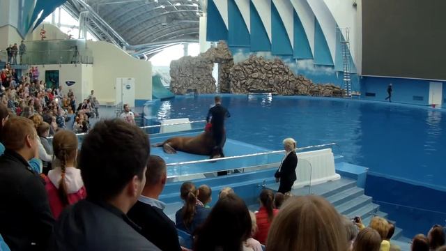 ЗОЖ с моржом Михаилом // Приморский океанариум смотреть онлайн