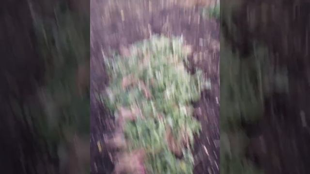 Прополка травы. смотреть онлайн