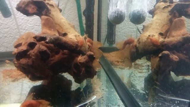 Longfin super red bristlenose adult, juvenile and fry (Ancistrus cf. cirrhosus) смотреть онлайн