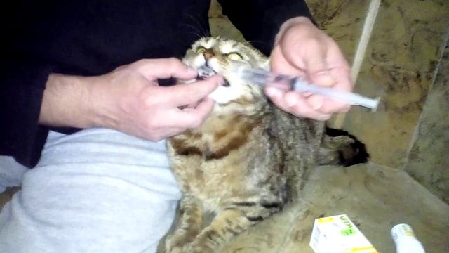Как правильно коту давать таблетку смотреть онлайн