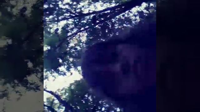 Перед концертом на Воробьёвых Горах, во Дворце Пионеров( нас по ящику показывали ) смотреть онлайн