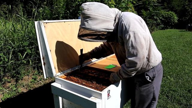 ? Apiguard Thymol Trial Ep. 2 of 3 смотреть онлайн