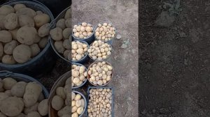 Картофель сорта «Сантэ».