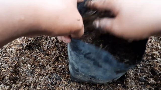 CARA AMAN BUDIDAYA AGLONEMA, simak sampai habis смотреть онлайн