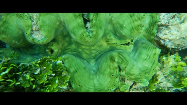 Sea Women of Melanesia 2021 Champion of the Earth - Inspiration and Action смотреть онлайн