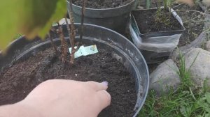 Посадка дуболистной гортензии ("Гармония")