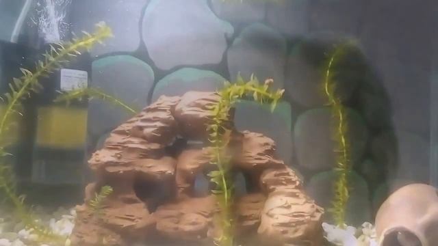 задний фон в аквариум своими руками еще один вариант смотреть онлайн