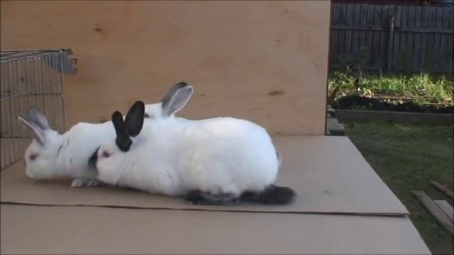 ОШИБКИ КРОЛИКОВОДОВ что нужно знать занимаясь РАЗВЕДЕНИЕМ КРОЛИКОВ смотреть онлайн