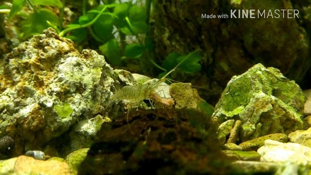 Berula Erecta растение из ручья в аквариуме начало расти (лиман в аквариуме сезон 2 серия 5) смотреть онлайн