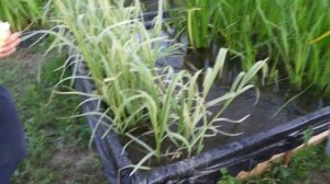 Биоплато. Рассказываем о лучших вариантах растений. Как выбрать растительность для Биоплато.