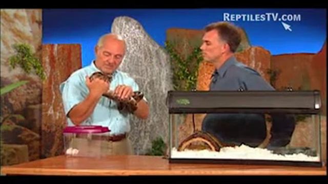 ReptilesTV presents Ball Python Health overview for beginners смотреть онлайн