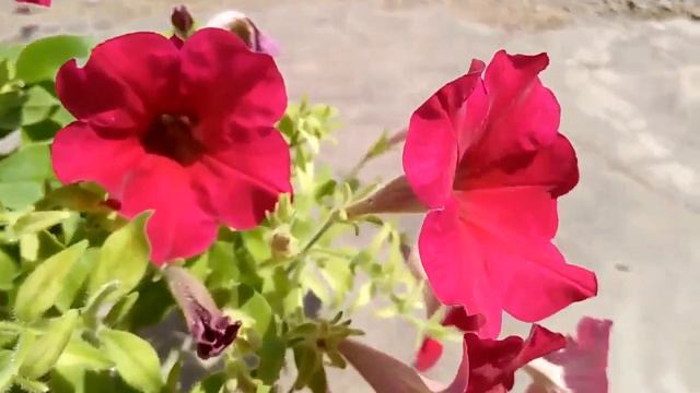 Red Purplish Petunia flower смотреть онлайн