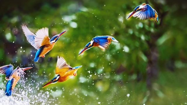 Music of nature. Музыка для души. Пение птиц. Звуки природы. Успокаивающая музыка. Релакс тайм. смотреть онлайн