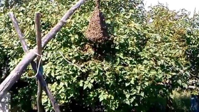 Как роятся пчелы (swarming bees) смотреть онлайн