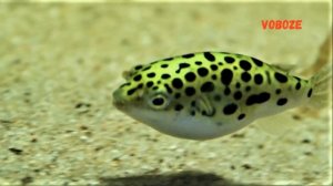 Тетрадон Чёрно-зелёный в аквариуме. Содержание, совместимость Тетрадона, размножение, чем кормить.