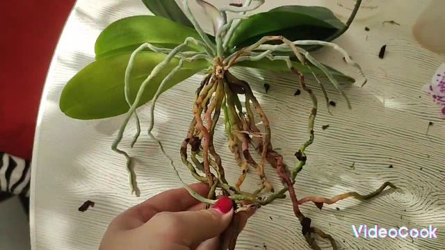 Омоложение орхидеи с детками#обзор#цветы#уход#фаленопсис#орхидеи смотреть онлайн