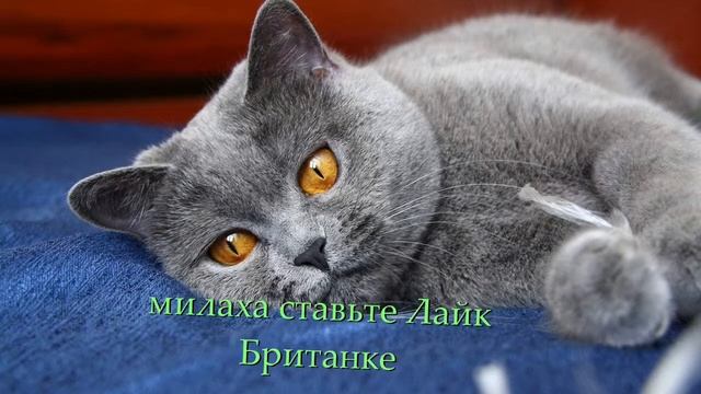 Tag/ про моего кота смотреть онлайн