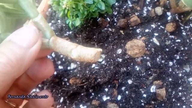 Crassula ovata 'variegata' смотреть онлайн