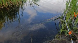 Карась на поплавок. Херабуна рулит.