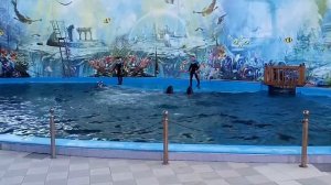 Дельфинарий Морская Звезда! Пингвинарий Лазаревское!