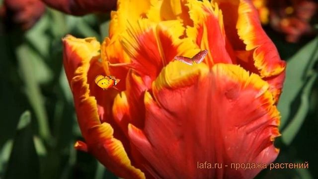 Тюльпан обыкновенный Брайт Пэррот (tyulpan) ? обзор: как сажать, луковицы тюльпаны Брайт Пэррот смотреть онлайн