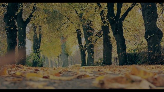The Road Not Taken - ASMR Storytime. (Binaural) смотреть онлайн