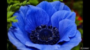 Анемоны: 50 советов как вырастить неженку