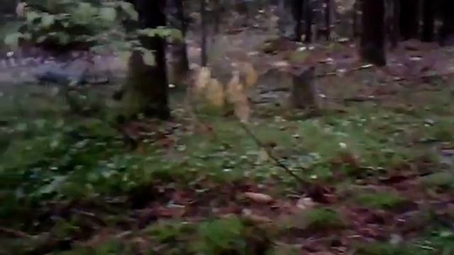 Грибы Рядовки серые штриховатые - Петушки в лесу Телеши. смотреть онлайн