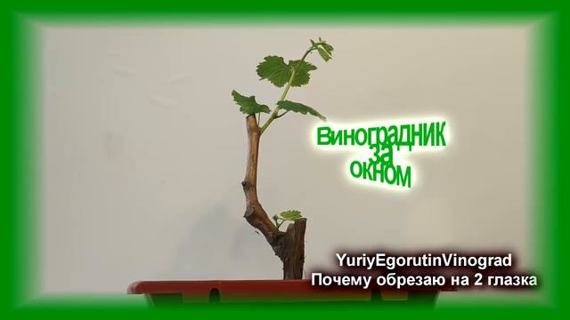 🍇 Почему я обрезаю виноград на 2 глазка. Обрезка сучков без запаса почек. На что это влияет. смотреть онлайн