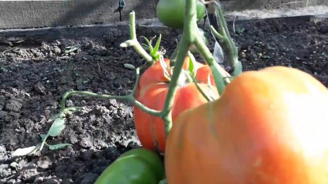 Сорт томата Церковь! Полный обзор томата смотреть онлайн