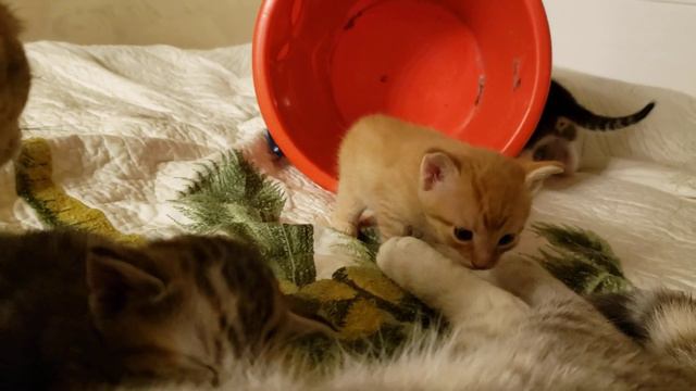 Мама кошка с котятами смотреть онлайн