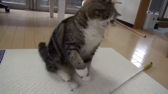 Кот не пропускает смотреть онлайн