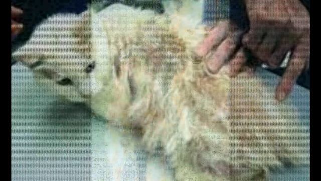 Fireside Chat's about Your Pet's Health: Flea and Tick Prevention смотреть онлайн