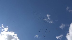 Голуби п.Степное Саратовской области Рузманова В.В.