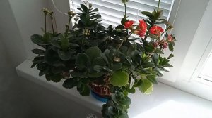 КАЛАНХОЭ. УХОД В ДОМАШНИХ УСЛОВИЯХ.