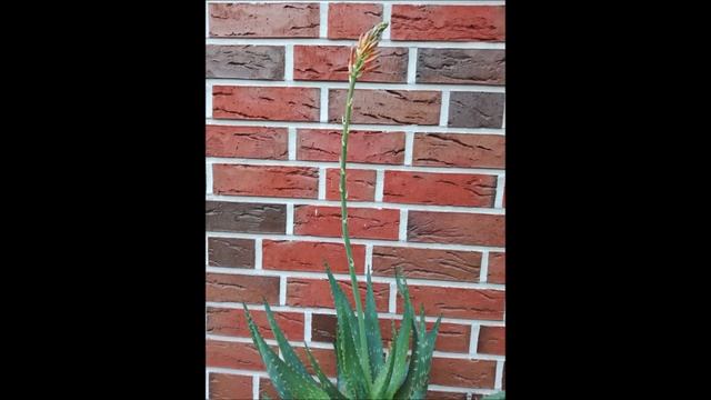 Aloe Vera | Как цветёт Алоэ Вера?