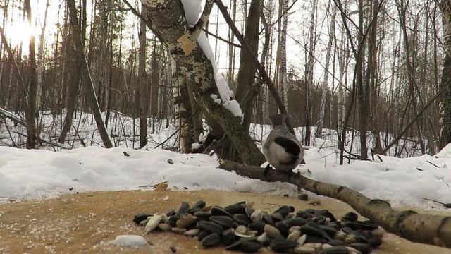 Синицы зимой, лесная кормушка, Tits In Winter