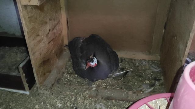 Садятся ли цесарки на яйца? смотреть онлайн