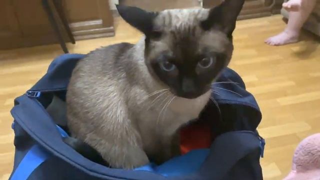 VLOG: Открытие Вкусвилл. Выбираю новую кухню. Распаковка продуктов. Я уезжаю? смотреть онлайн