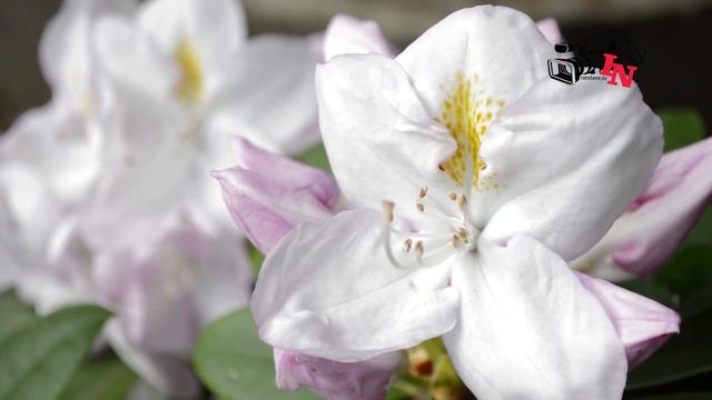 Gaismas spēle Rododendros смотреть онлайн