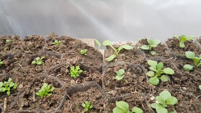 ОБРИЕТА ВЫРАЩИВАНИЕ ИЗ СЕМЯН СОВЕТЫ ПО ВЫРАЩИВАНИЮ. ПРИЩИПКА видео смотреть онлайн