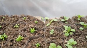 ОБРИЕТА ВЫРАЩИВАНИЕ ИЗ СЕМЯН СОВЕТЫ ПО ВЫРАЩИВАНИЮ. ПРИЩИПКА видео