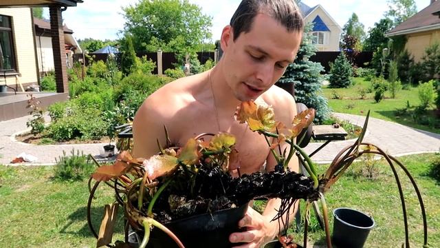 КАК РАССАДИТЬ НИМФЕЮ: СОВЕТЫ, ТОНКОСТИ, НЮАНСЫ | РАЗМНОЖЕНИЕ НИМФЕЙ ДЕЛЕНИЕМ КОРНЕВИЩА смотреть онлайн